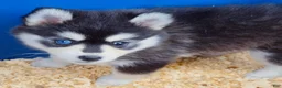 Pomsky dogs for sale: Roxanne - Ad 9