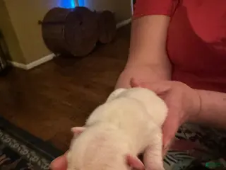 Mixed Breed dogs English Bulldog Puppy 6 - Ad 42