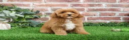 Cavapoo dogs for sale: Charles - Ad 11