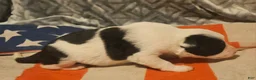 Border Collie dogs for sale: Halley - Ad 6