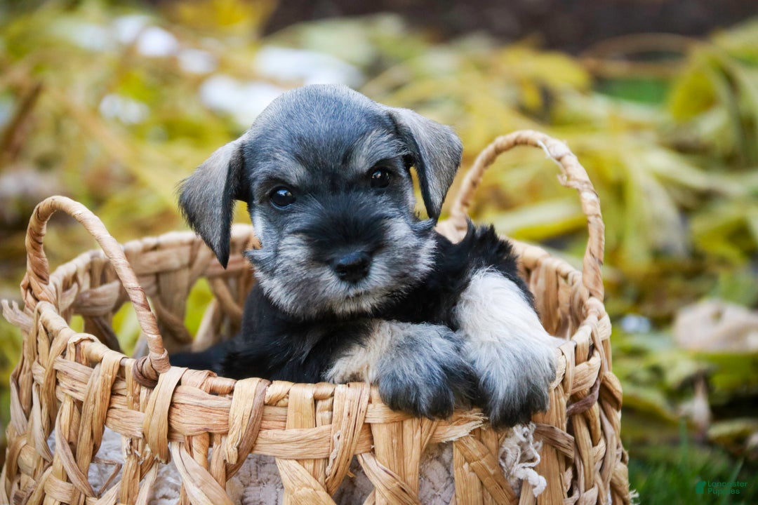 Miniature Schnauzer dogs for sale: Holly - Ad 4