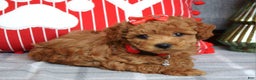 Miniature Poodle dogs for sale: Stella  - Ad 4