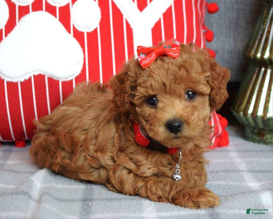 Miniature Poodle dogs for sale: Stella  - Ad 4