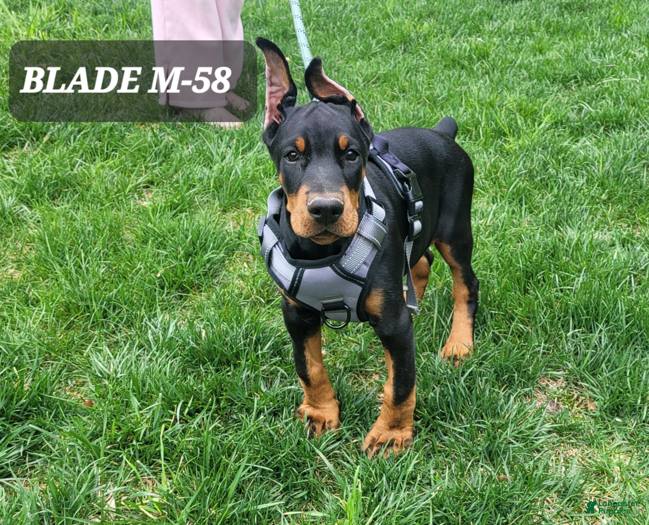 Doberman Pinscher dogs BLADE - Ad 28