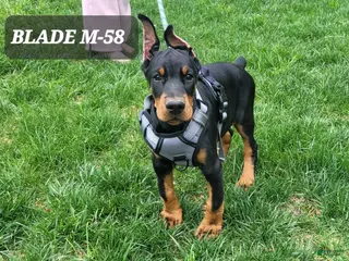 Doberman Pinscher dogs BLADE - Ad 28
