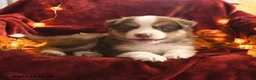 Mixed Breed dogs for sale: Brownie - Ad 2