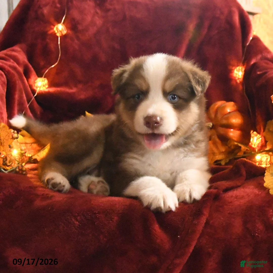 Mixed Breed dogs for sale: Brownie - Ad 2
