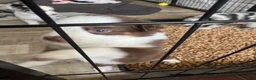 Miniature Australian Shepherd dogs for sale: Booty - Ad 5