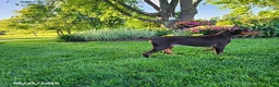 Doberman Pinscher dogs for sale: Gus - Ad 8