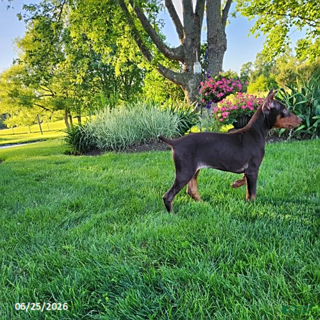 Doberman Pinscher dogs for sale: Gus - Ad 8