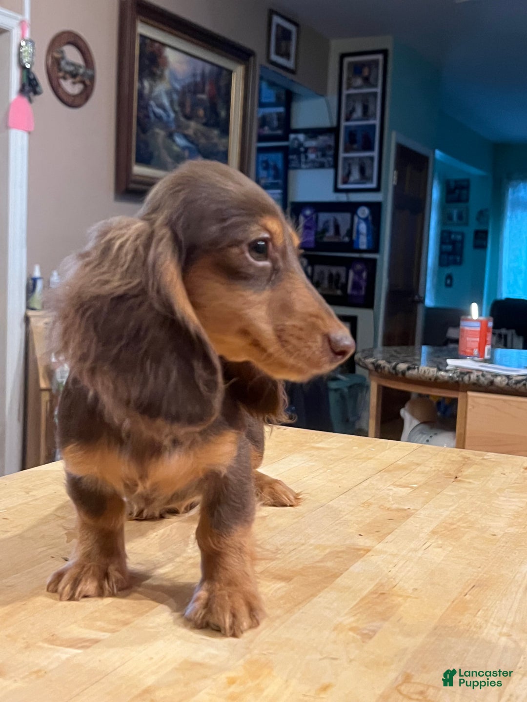Miniature Dachshund dogs for sale: Import champion blood - Ad 22
