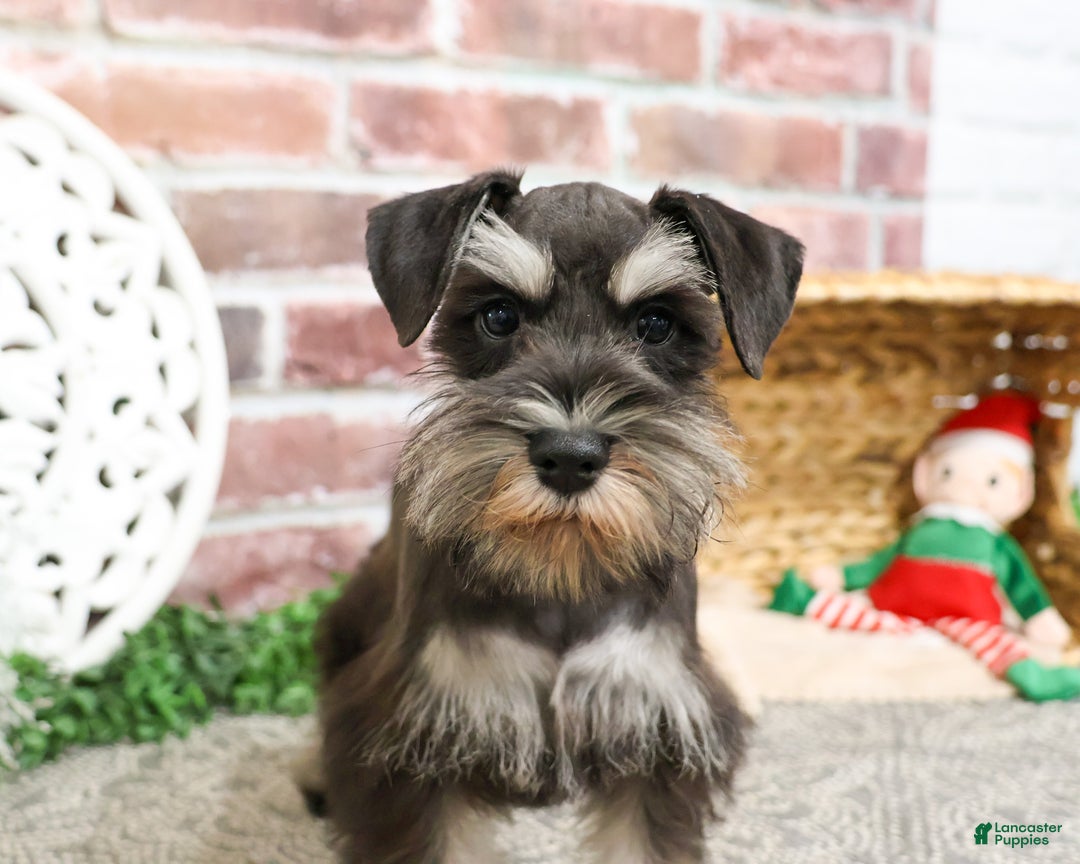 Miniature Schnauzer dogs for sale: Zahara - Ad 2