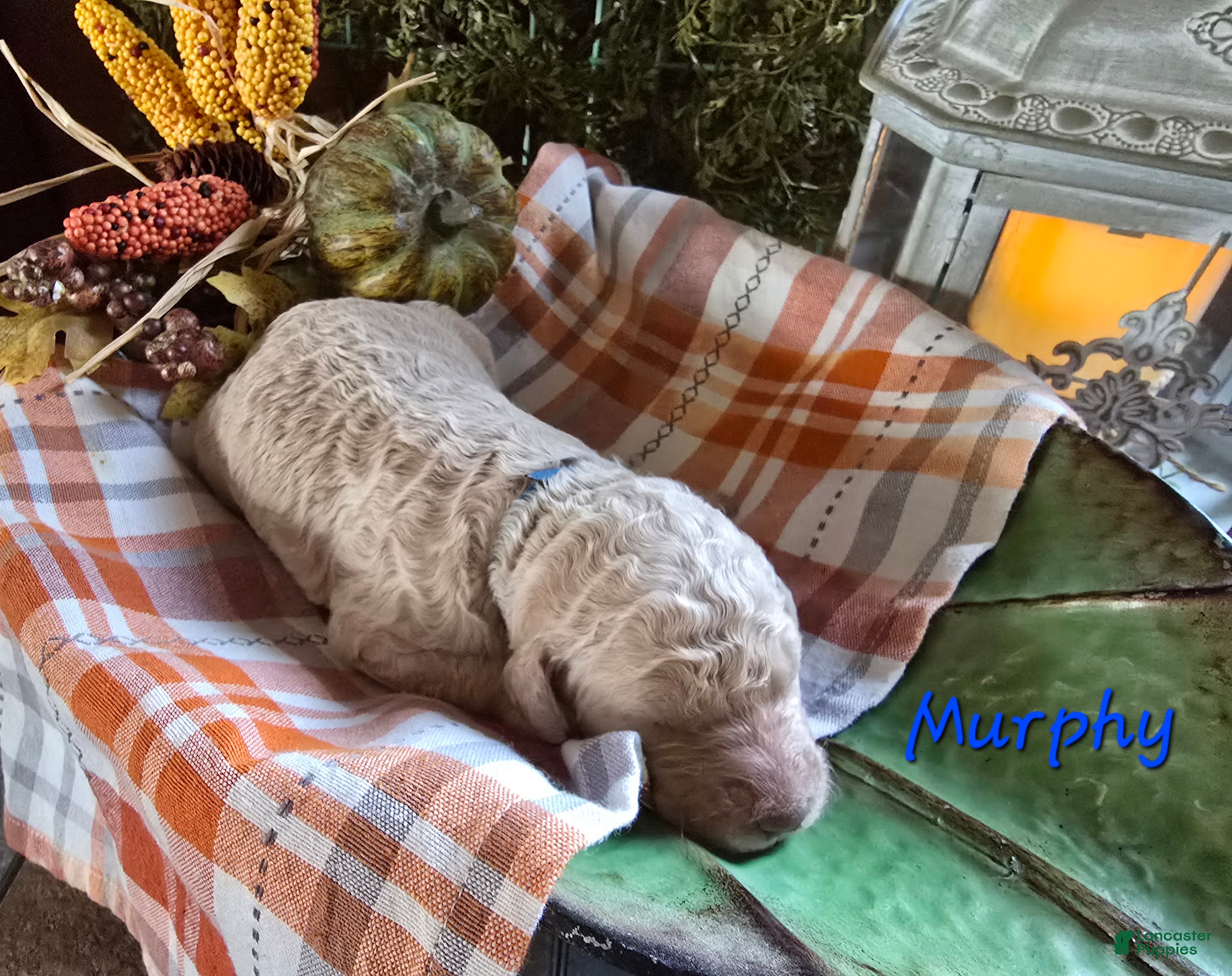 Goldendoodle dogs for sale: Mini Goldendoodle 1 - Ad 42