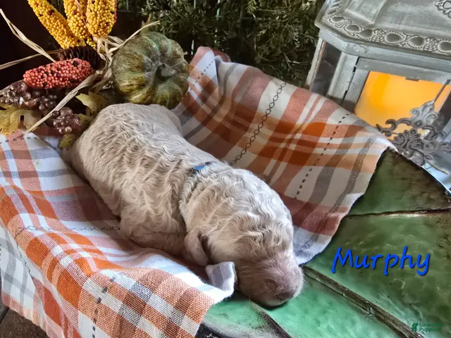 Goldendoodle dogs for sale: Mini Goldendoodle 1 - Ad 42
