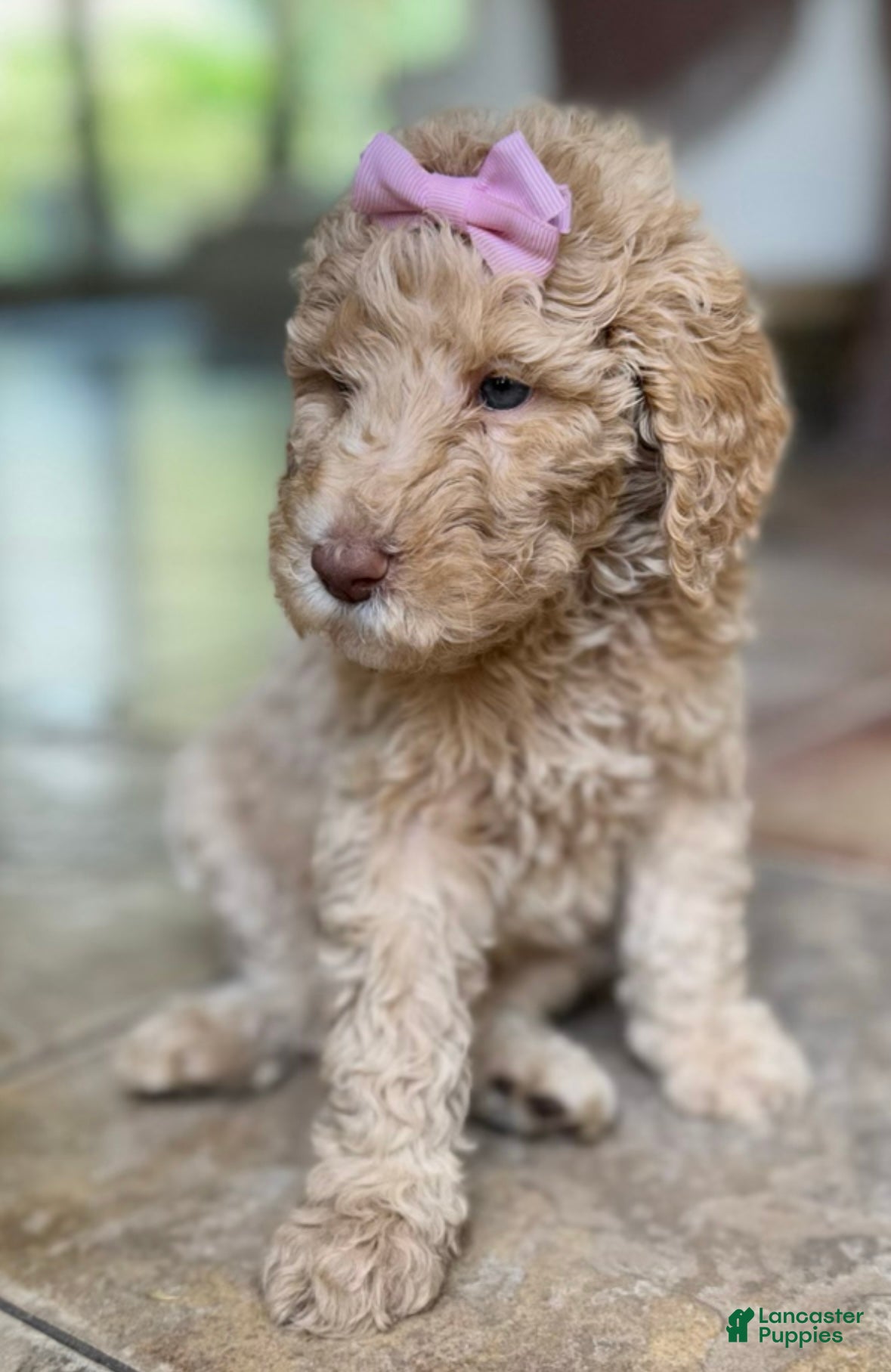 Goldendoodle dogs Gia - Ad 2
