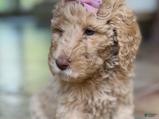 Goldendoodle dogs Gia - Ad 3