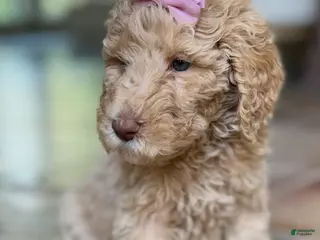 Goldendoodle dogs Gia - Ad 32