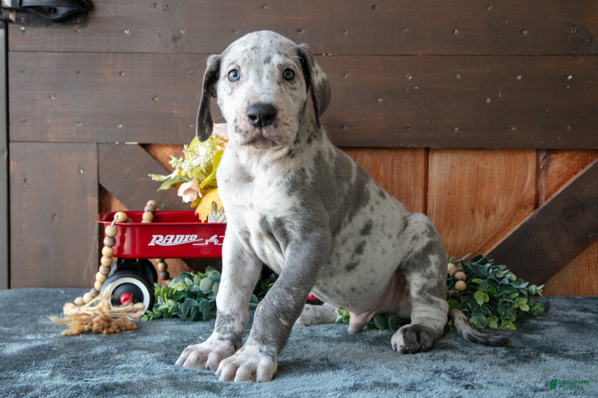 Great Dane dogs for sale: Buster - Ad 1
