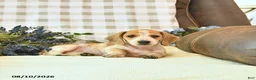 Miniature Dachshund dogs for sale: Forest - Ad 4