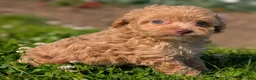 Toy Poodle dogs for sale: Scone - Ad 3