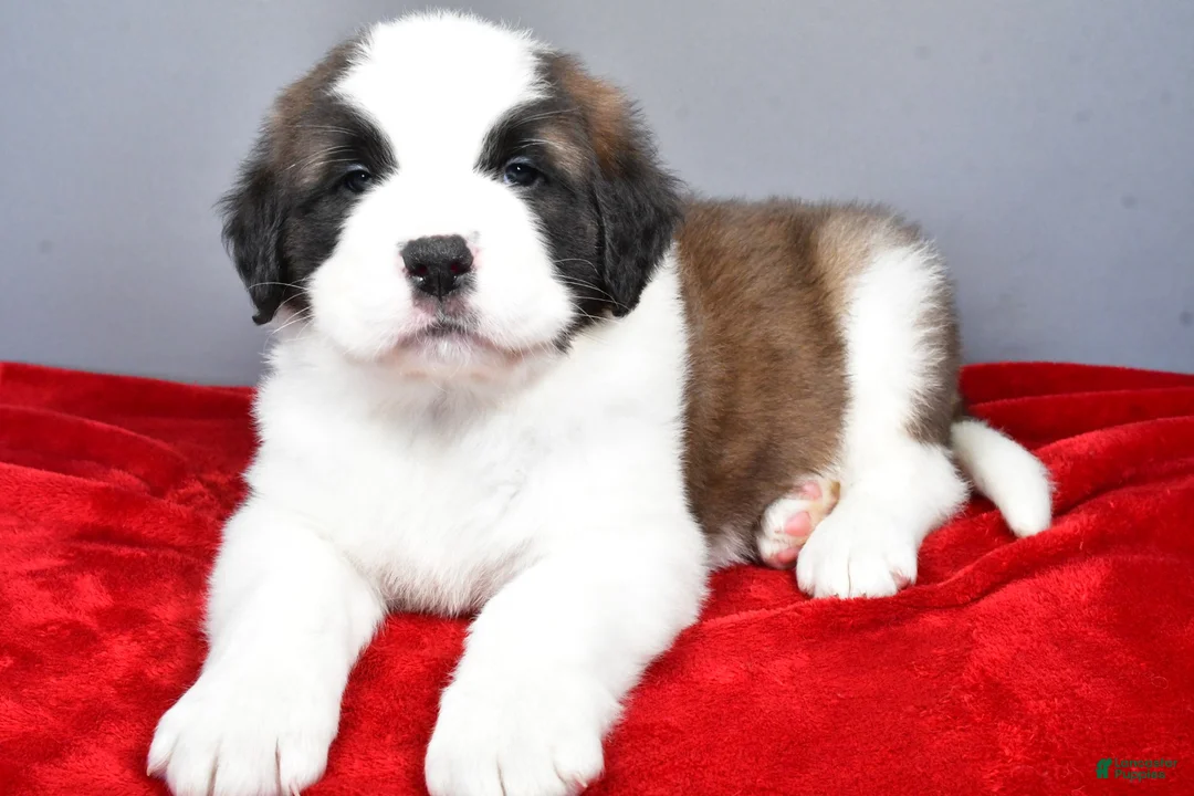 Saint Bernard dogs for sale: brutus - Ad 4
