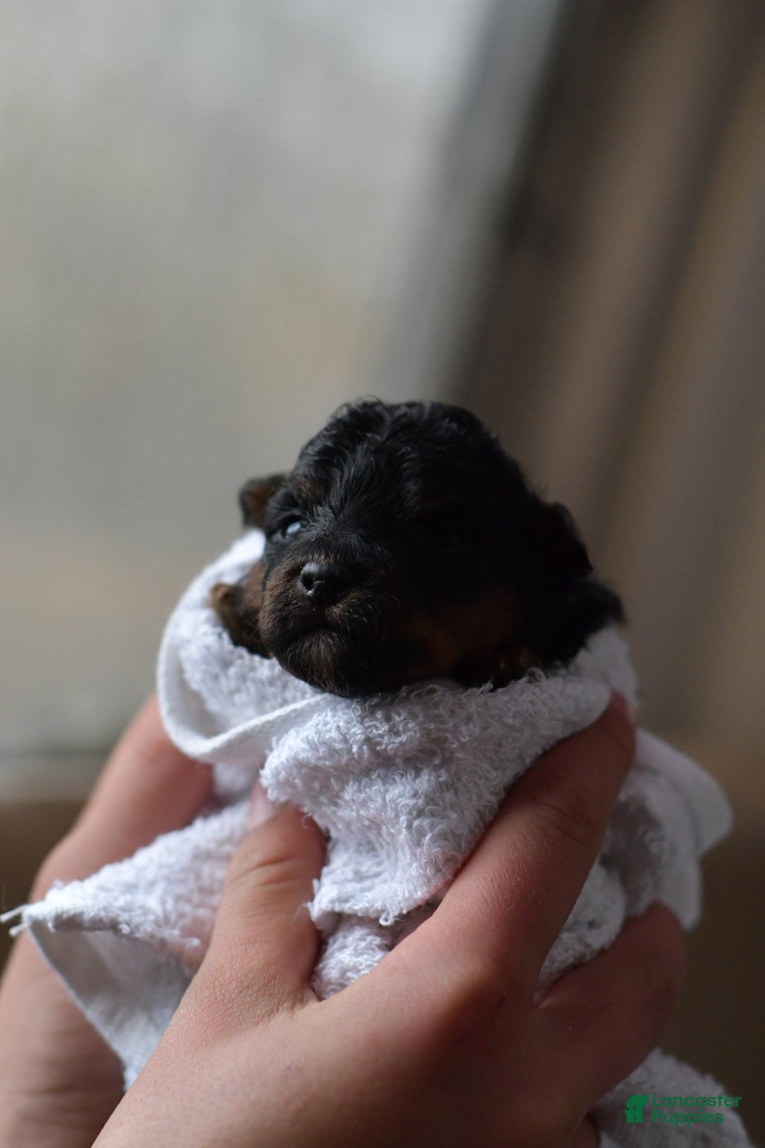 Mini Aussiedoodle dogs for sale: Grizzly - Ad 4