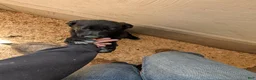 German Shepherd dogs for sale: Revenna - Ad 3
