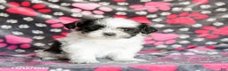 Shih Tzu dogs for sale: Star - Ad 2