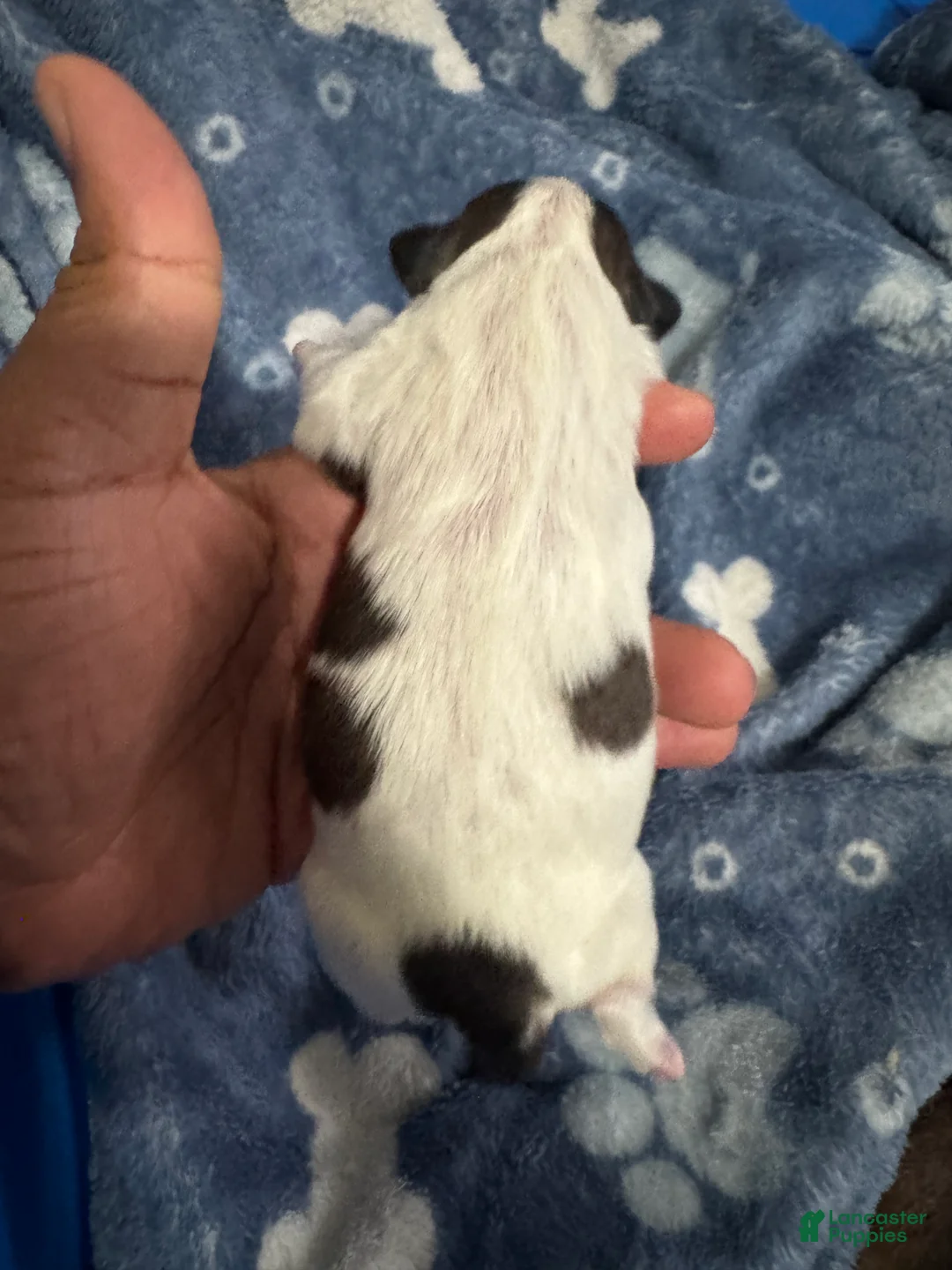 Shih Tzu dogs for sale: ACE - Ad 2