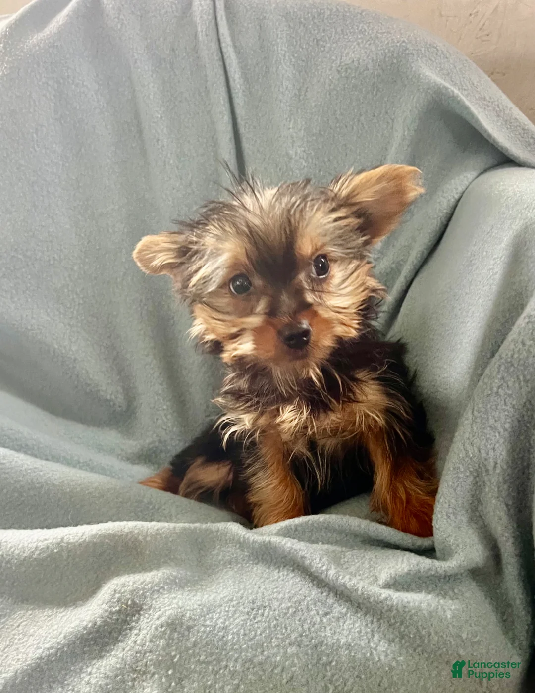 Yorkshire Terrier dogs for sale: Scotty - Ad 1