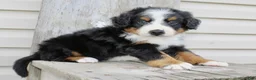 Bernedoodle dogs for sale: Rowan - Ad 6