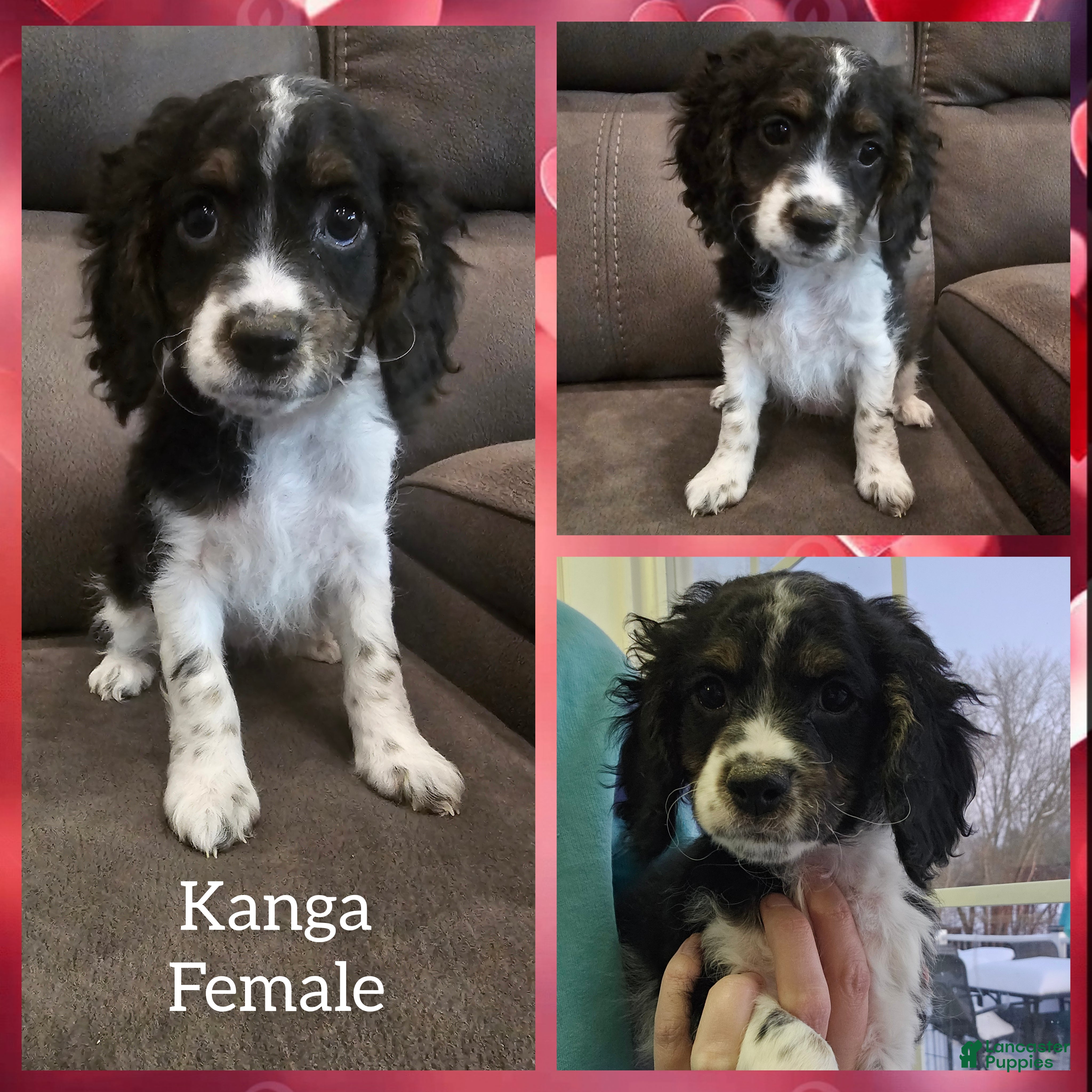 Cockapoo dogs Kanga- $200 off if reserved today & picked up Friday - Ad 8