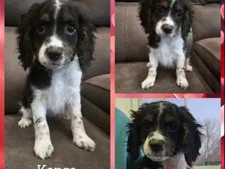 Cockapoo dogs Kanga- $200 off if reserved today & picked up Friday - Ad 8