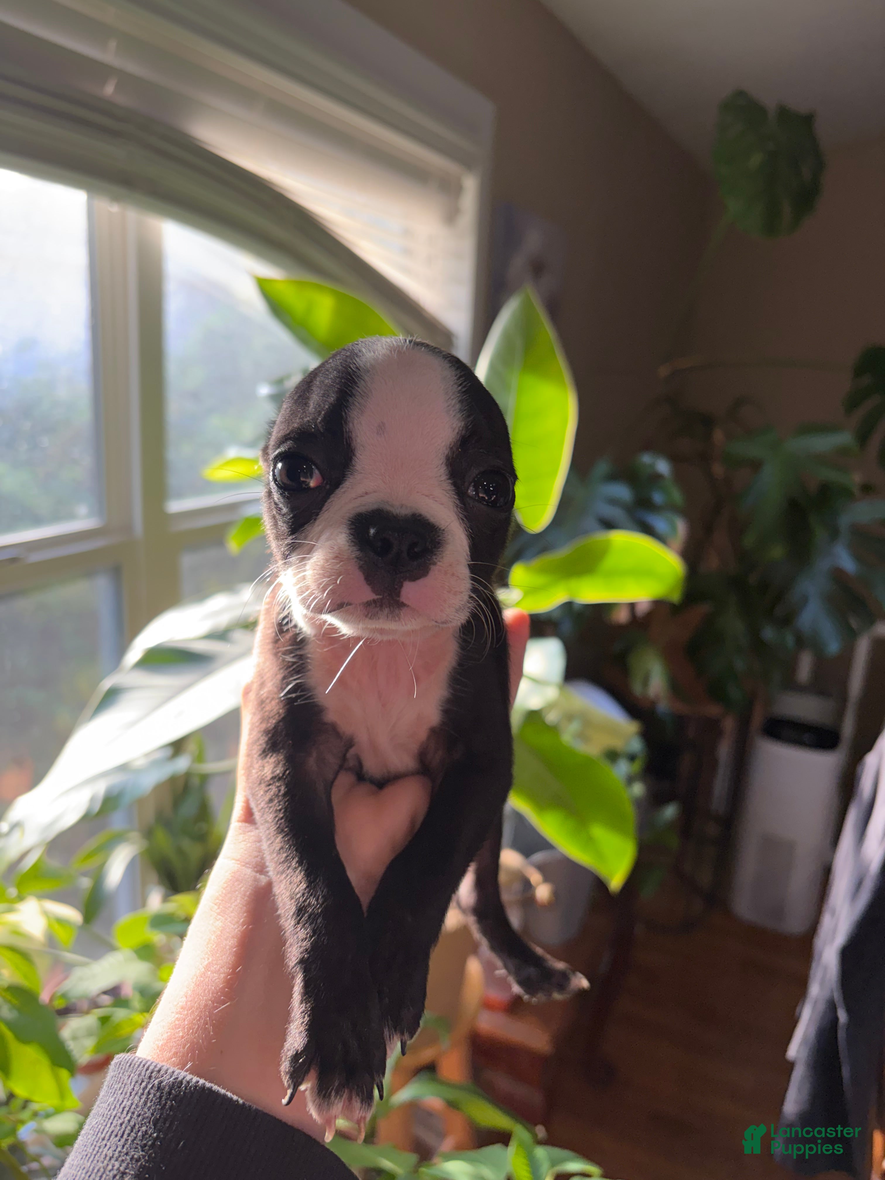Boston Terrier dogs for sale: Boston Terrier 3 - Ad 14