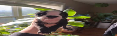 Boston Terrier 3