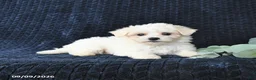 Maltese dogs for sale: Tessie - Ad 4