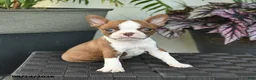 Boston Terrier dogs for sale: Waldo  - Ad 4