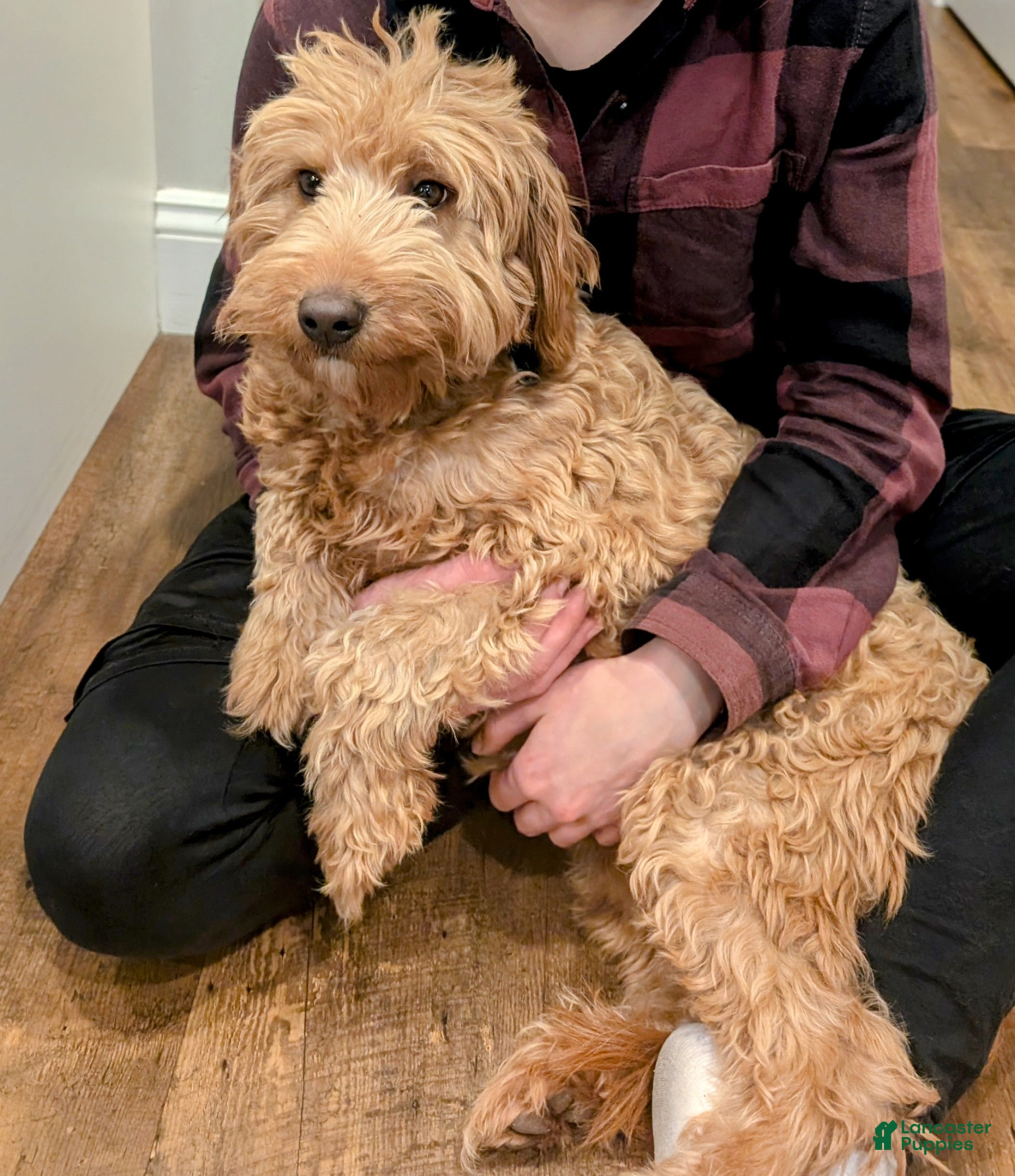 Mini Goldendoodle dogs Poppy - Ad 2