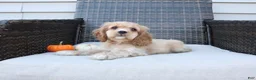 Cocker Spaniel dogs for sale: Cinnamon - Ad 8