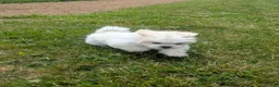 Malshi dogs for sale: Sherpa  - Ad 7