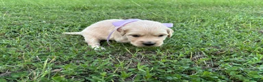 Golden Retriever 6