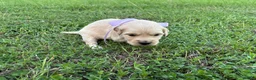 Golden Retriever dogs for sale: Golden Retriever 6 - Ad 1