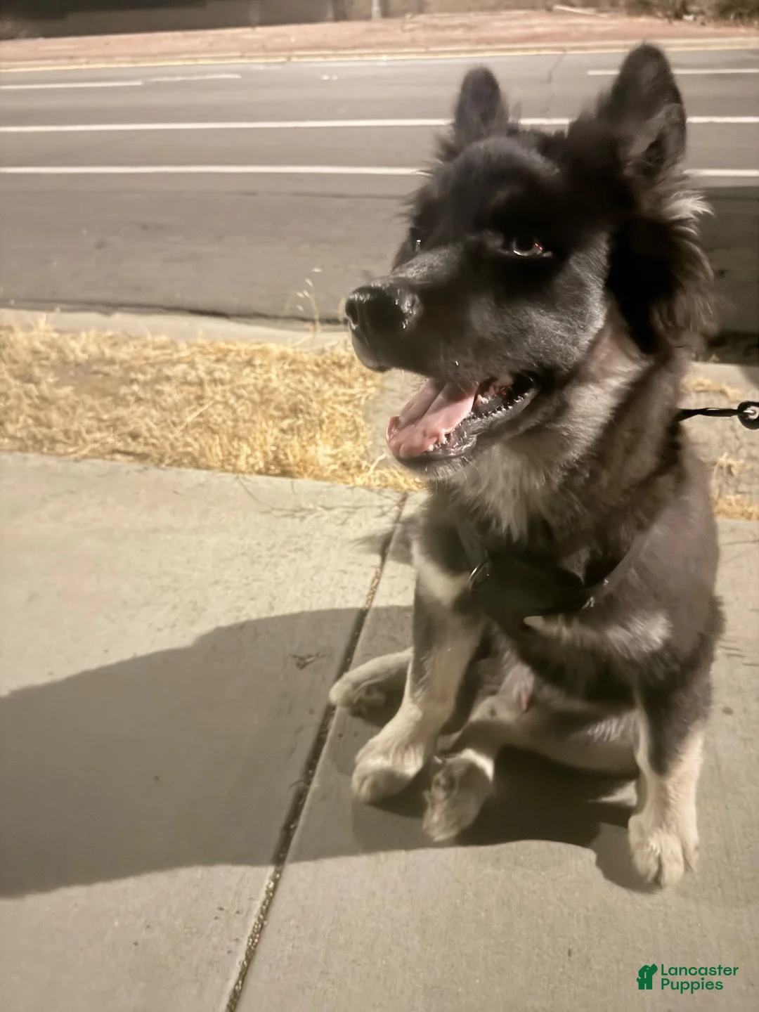 Siberian Husky dogs for sale: Siberian Husky 1 - Ad 2