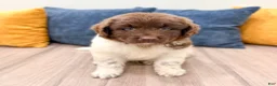 Newfoundland dogs for sale: Sally - Ad 2
