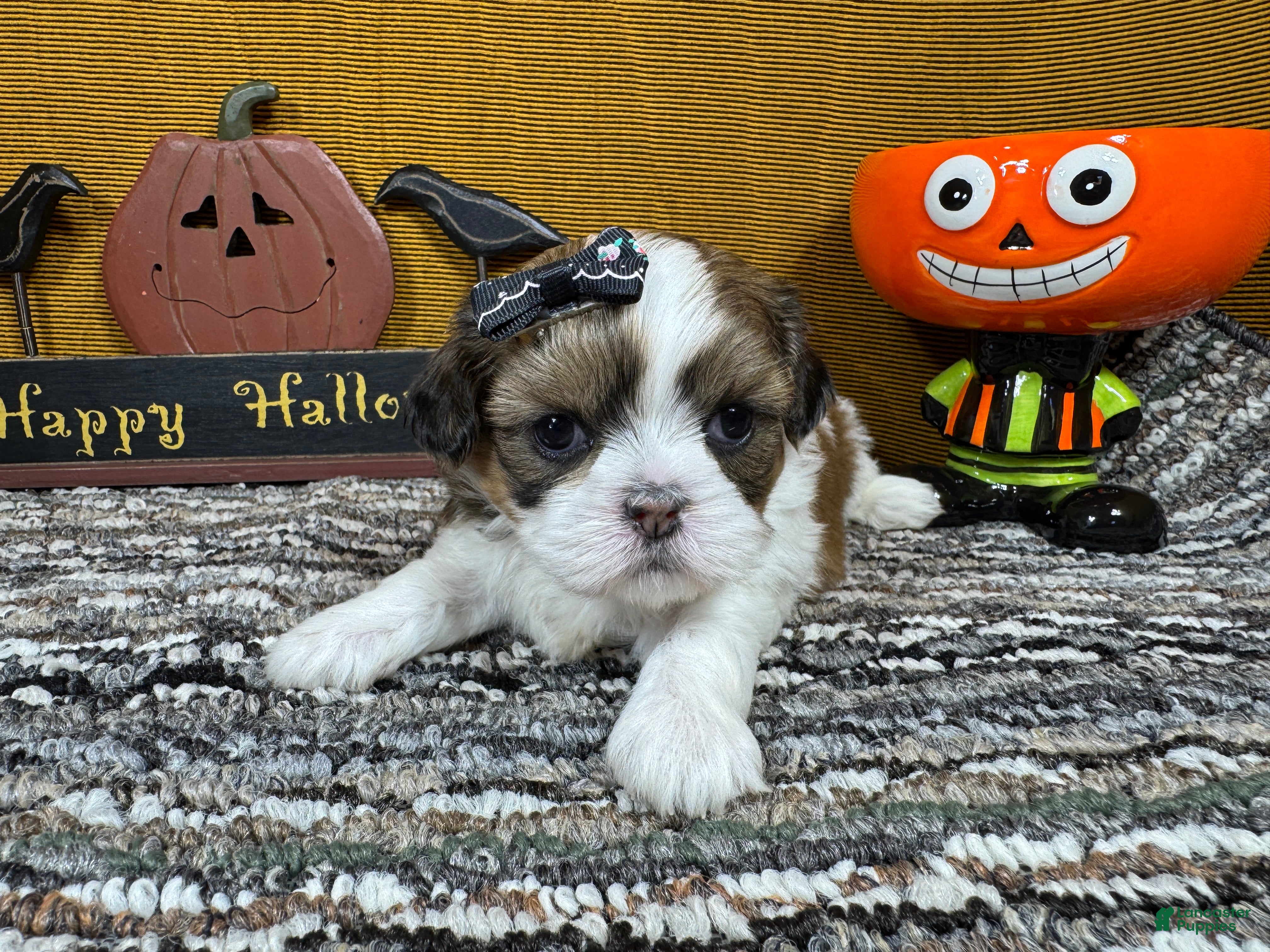 Shih Tzu dogs for sale: Shih Tzu 3 - Ad 17