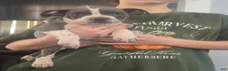 American Bully dogs for sale: American Bully 1 - Ad 2