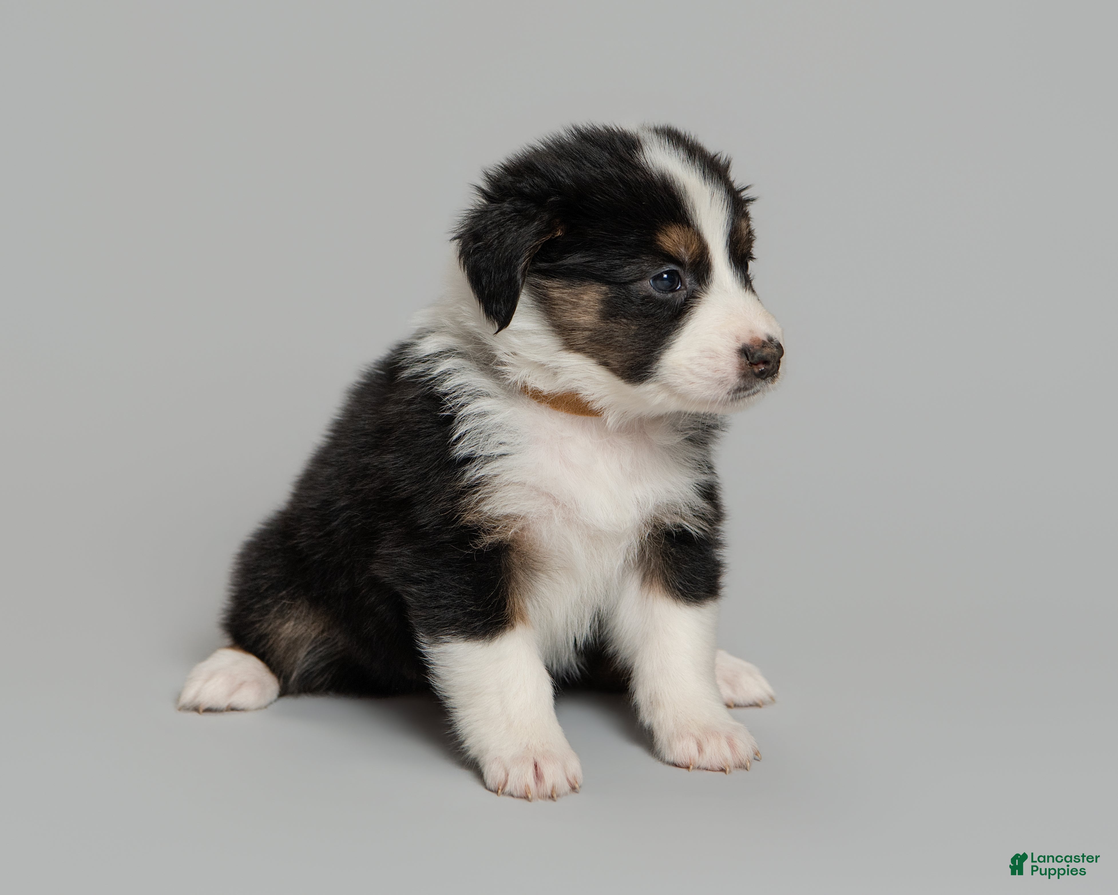 Australian Shepherd dogs Mae - Ad 2