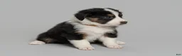 Australian Shepherd dogs for sale: Mae - Ad 2