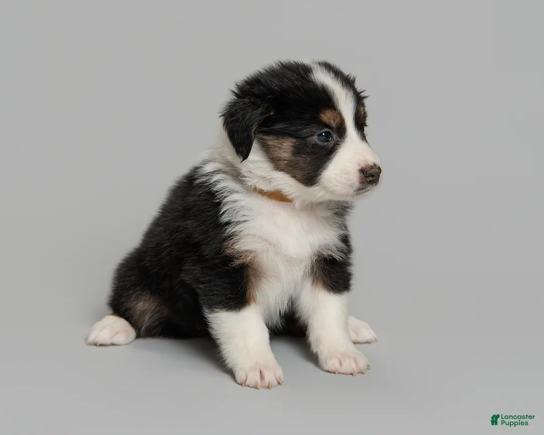 Australian Shepherd dogs for sale: Mae - Ad 2