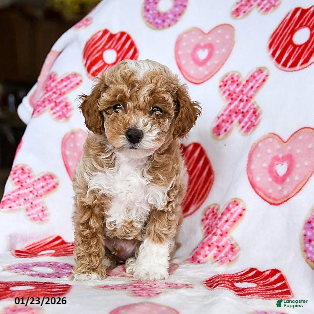 Toy Poodle dogs for sale: Jasper - Ad 3